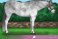 Horse Color:White Spotted Blue Roan 