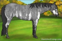Horse Color:White Spotted Blue Roan Rabicano  Brindle