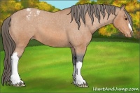 Horse Color:Bay Snowcap 