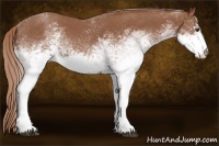 Horse Color:White Spotted Red Roan 