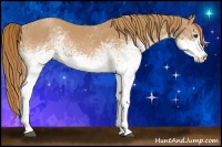 Horse Color:White Spotted Red Roan 