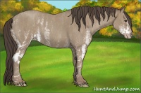 Horse Color:White Spotted Classic Champagne Roan Rabicano  Brindle