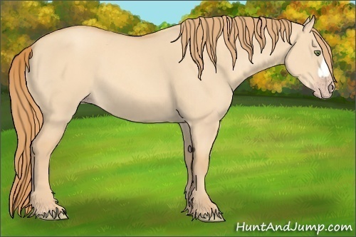 Horse Color:Gold Champagne Dun