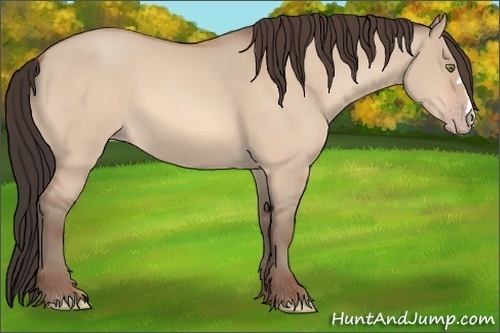 Horse Color:Amber Champagne Dun 
