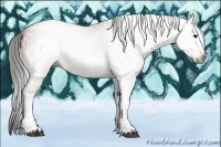 Horse Color:Gray Bay Appaloosa 