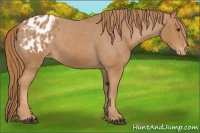Horse Color:Chestnut Appaloosa