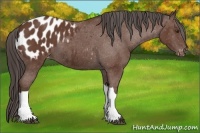 Horse Color:Bay Appaloosa 
