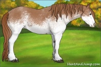 Horse Color:White Spotted Red Roan 