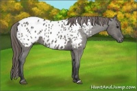 Horse Color:Grullo Appaloosa 