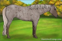 Horse Color:Silver Blue Roan 
