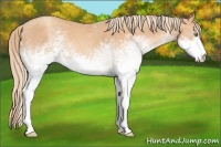 Horse Color:White Spotted Gold Champagne Roan 