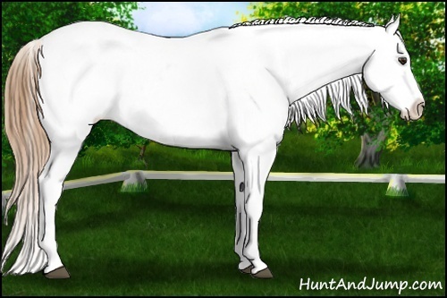 Horse Color: Red Dun Blanket 