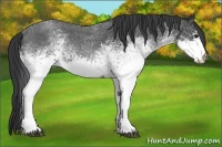Horse Color:White Spotted Blue Roan 