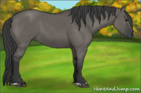 Horse Color:Grullo