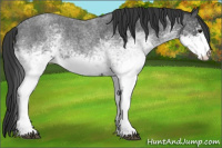 Horse Color:White Spotted Blue Roan 