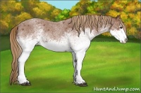 Horse Color:White Spotted Red Roan 
