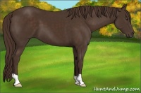 Horse Color:Liver Chestnut 