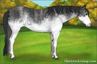 Horse Color:White Spotted Blue Roan Rabicano  Brindle