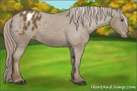 Horse Color:Chocolate Palomino Sabino Blanket Rabicano 