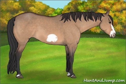 Horse Color: Bay Dun Frame 