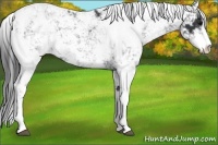 Horse Color:Black Sabino 