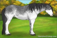 Horse Color:White Spotted Blue Roan 
