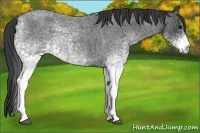 Horse Color:White Spotted Blue Roan 