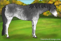Horse Color:White Spotted Blue Roan 
