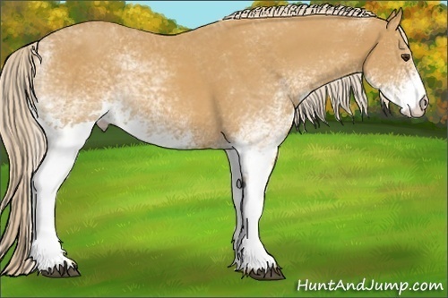 Horse Color: White Spotted Palomino Sabino 