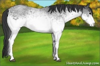 Horse Color:White Spotted Blue Roan 