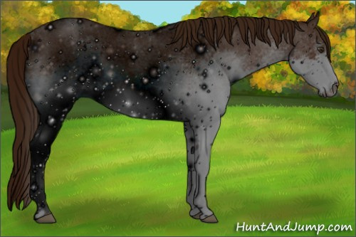 Horse Color: ERROR: UNKNOWN ANOMALY