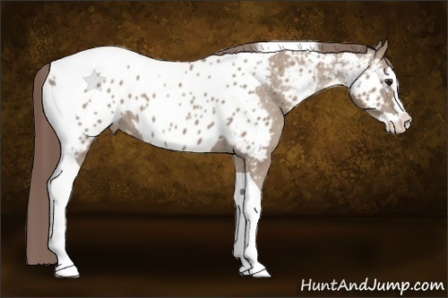 Horse Color:Classic Champagne Splash Tobiano Near Leopard 