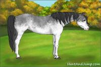 Horse Color:White Spotted Blue Roan 