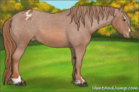 Horse Color:Liver Chestnut Sabino Appaloosa 
