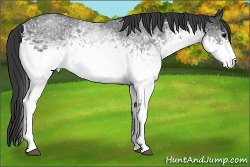 Horse Color:White Spotted Blue Roan