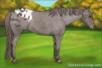 Horse Color:Liver Chestnut Appaloosa 