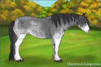 Horse Color:White Spotted Blue Roan 