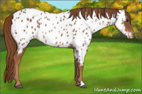Horse Color:Liver Chestnut Appaloosa
