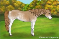 Horse Color:White Spotted Red Roan 