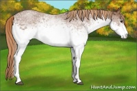 Horse Color:White Spotted Red Roan 