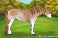 Horse Color:White Spotted Red Roan 