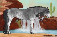 Horse Color:White Spotted Blue Roan 