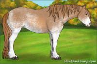 Horse Color:White Spotted Red Roan 