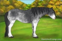 Horse Color:White Spotted Blue Roan 