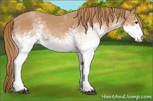 Horse Color:White Spotted Red Roan 
