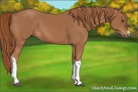 Horse Color:Chestnut 