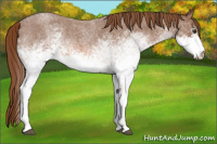 Horse Color:White Spotted Liver Red Roan 