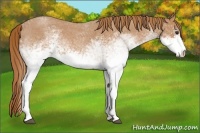 Horse Color:White Spotted Red Roan 