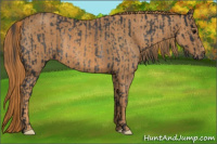 Horse Color:Brown Rabicano  Brindle