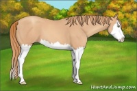 Horse Color:Gold Champagne Splash 